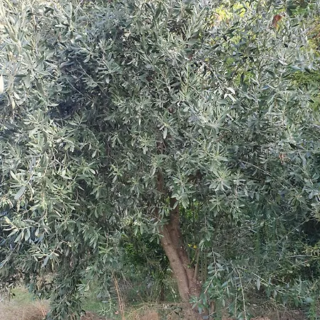 Village Nyaraló *